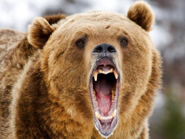 angry bear, investing, sharemarket