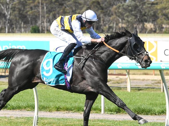 Sea King (GB) ridden by Declan Bates wins the Apiam Bendigo Cup at Bendigo Racecourse on October 30, 2024 in Bendigo, Australia. (Photo by Brett Holburt/Racing Photos via Getty Images)