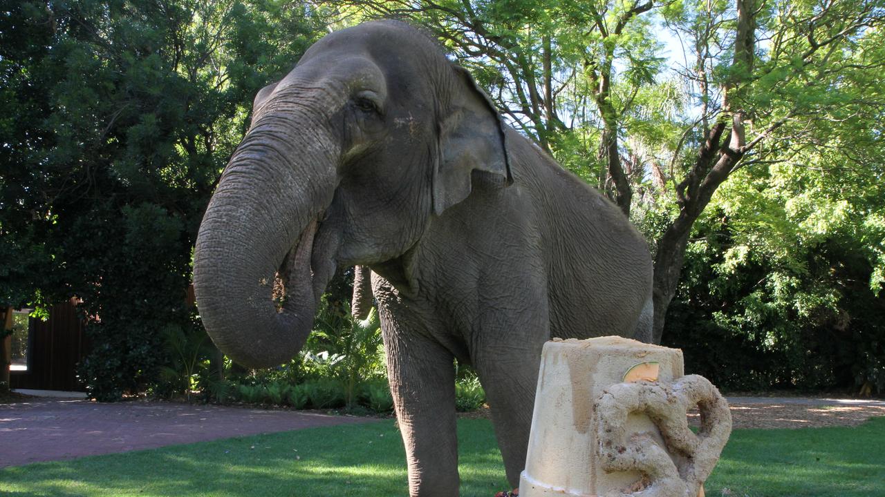 Tricia the Asian Elephant. (AAP Image/Tom Rabe)