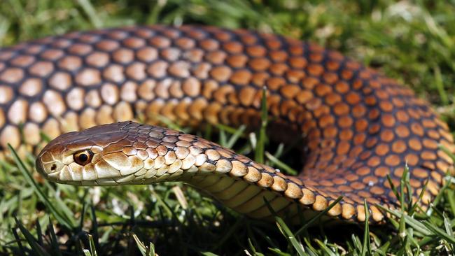 As snakes come out for summer, here are five venomous species you ...