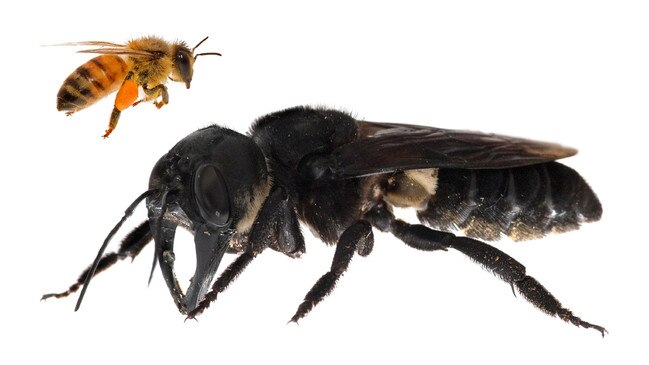 One of the first images of a living Megachile pluto, the world’s largest bee, which is approximately four times larger than a European honey bee. Picture: Clay Bolt.