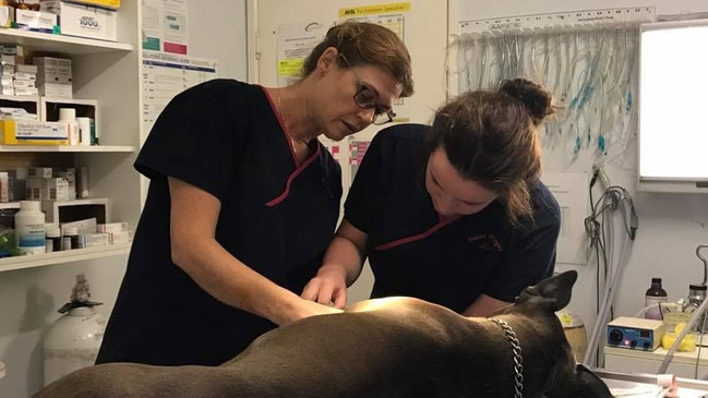 Raelene Calleja from Tinana Veterinary Surgery. Photo: Facebook