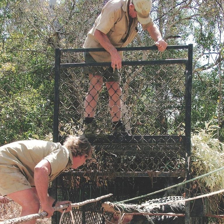 Bob Irwin and son Steve catching crocs.