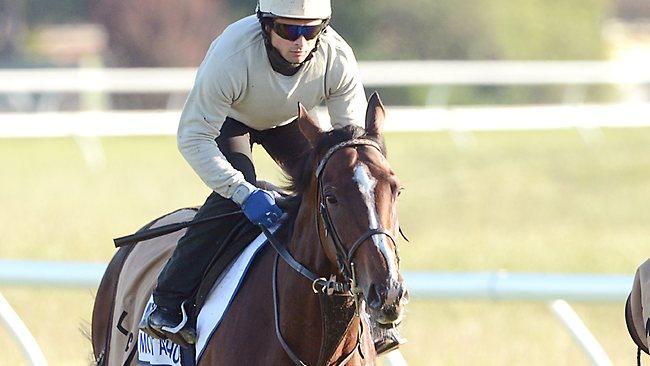 Mount Athos is a key Melbourne Cup hope with 54kg. Picture: Wayne Ludbey