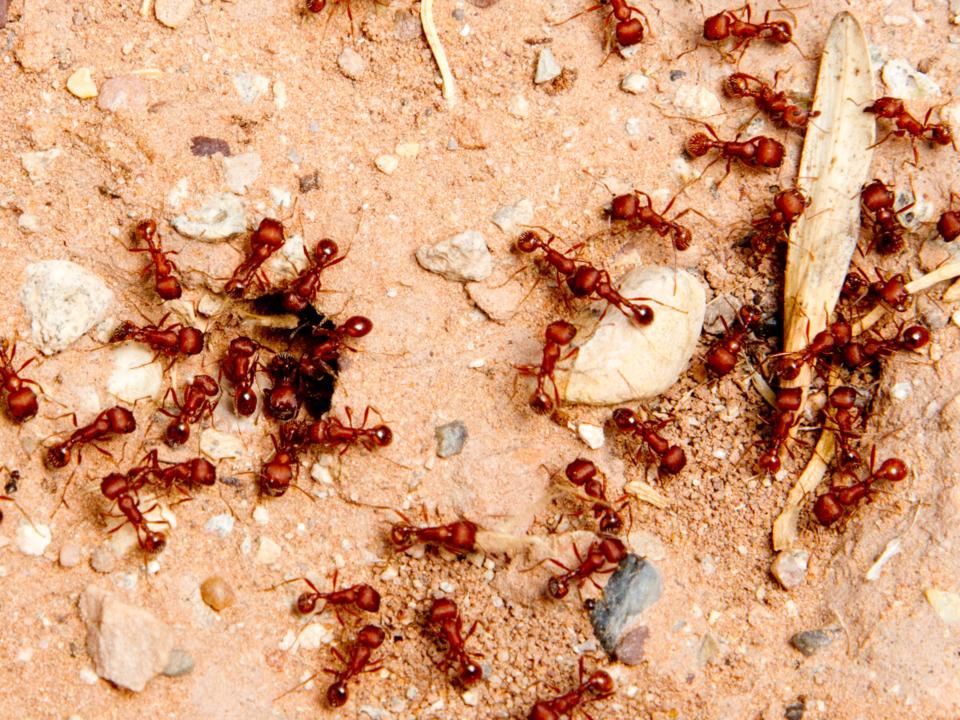 NSW farmers demand more to be done to stop red fire ants