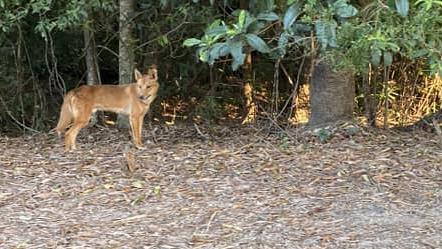 This dingo-looking dog was spotted at Argentea Blvd in Palm Cove recently. Picture: Ed and Sonia Lukin