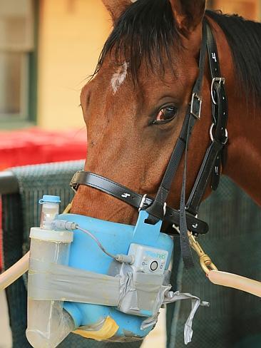 A horse Anthony Cummings' Caulfield stables uses a nebuliser to clear its airways. Picture: Mark Evans