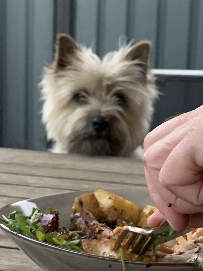 Teddie the cairn terrier, and dinner, sent in by Greg Pattinson, Henley Beach South.