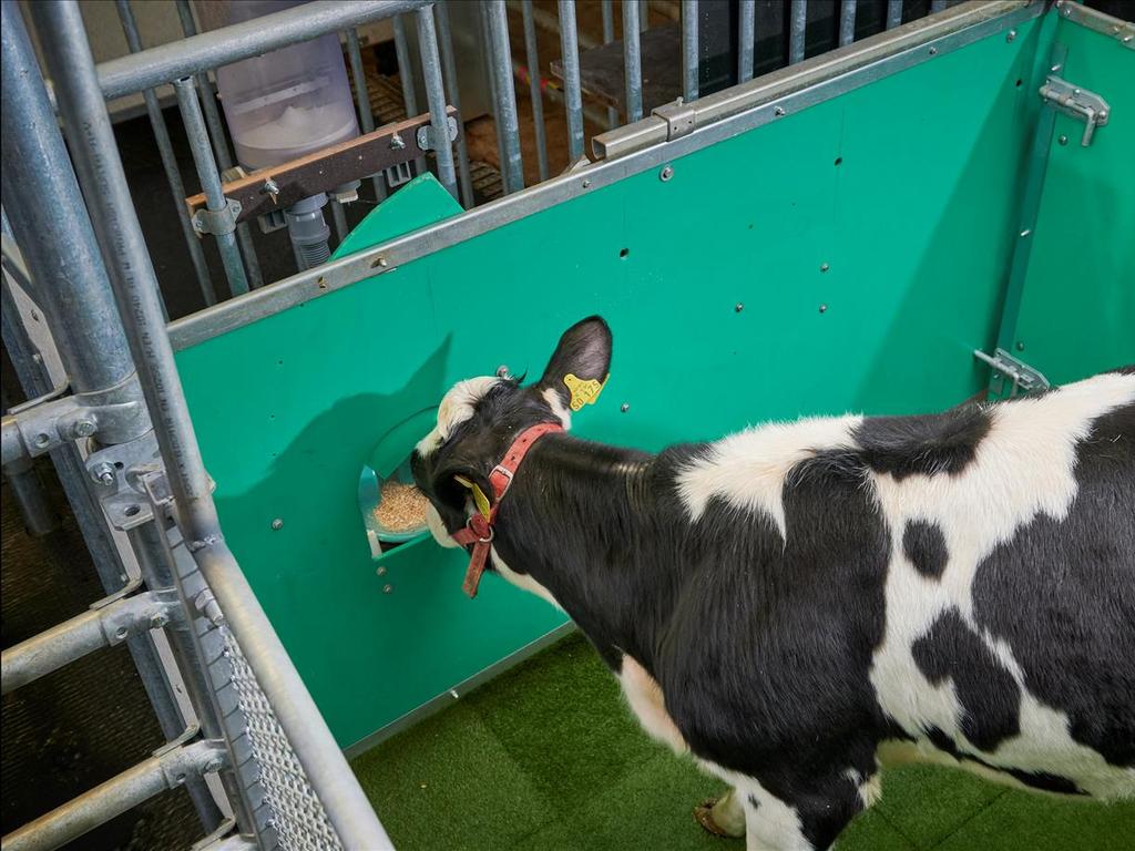 A cow learns to urinate in the MooLoo - Research Institute of Farm Animal Biology. For Kids News 1