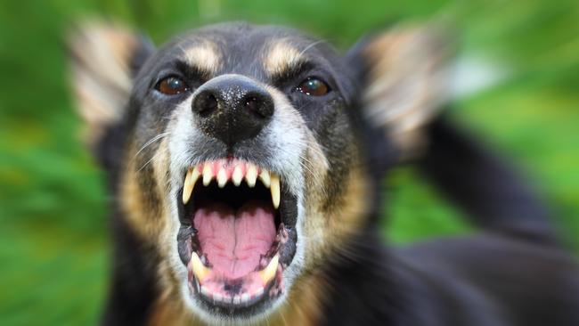 A woman has faced court after her dog attacked another dog and its owner in Byron Bay.