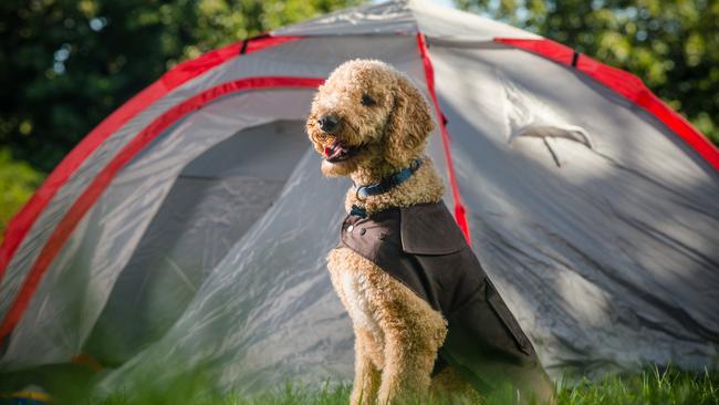 What is better than camping with your canine buddy? Picture: PETstock