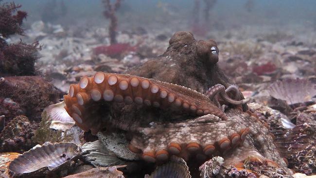 Octopuses defend with dark looks | The Australian