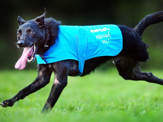 Eddie the three-legged dog who will be joining the RSPCA Million Paws Walk.