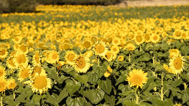 Laiken Britt and her husband Karl started their sunflower farm seven years ago.