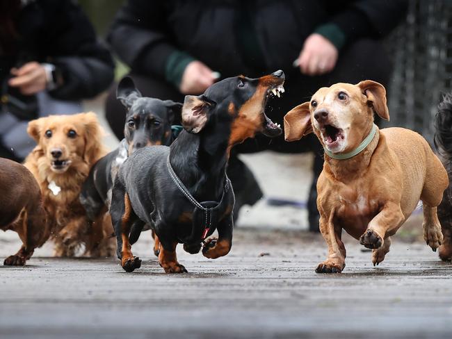 And Dachshund racing. Picture: David Caird