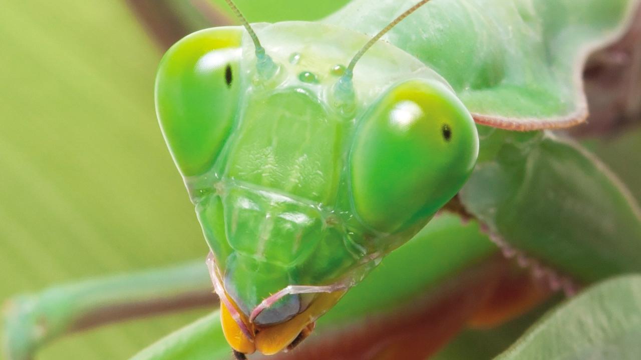 Always watching - (Hierodula majuscula) is a large rainforest predator. Praying mantises have large, engaging compound eyes with false pupils called pseudopupils. The pseudopupils are not true pupils but create the optical illusion that the mantis is always looking directly at you. An image from the book, Minibeasts by Alan Henderson. Picture: Minibeasts/Alan Henderson Minibeasts, is available from www.exislpublishing,com and wherever incredible books are sold.