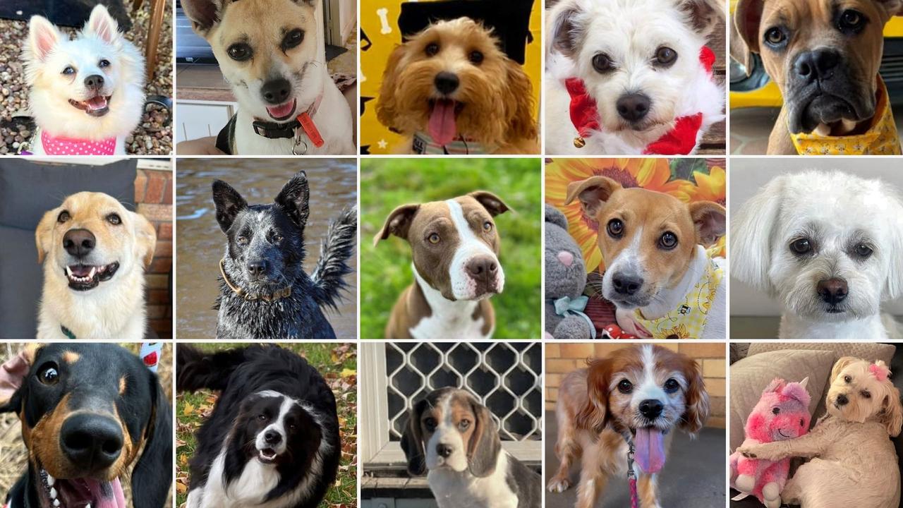 Which one of these dogs will be crowned the cutest in the Southern Downs?