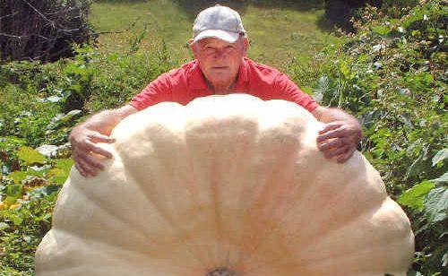 Pumped up: Tidge Knight pictured in 2005 with one of his biggest pumpkins.