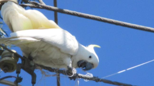 The rescued cockatoo caught on a telegraph pole. Picture: I Schwaiger, WIRES Volunteer