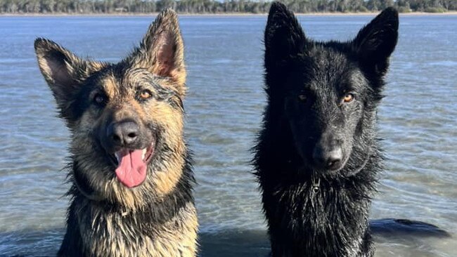 Heidi and Rocky: Petzclo's 2 year old German Shepherds