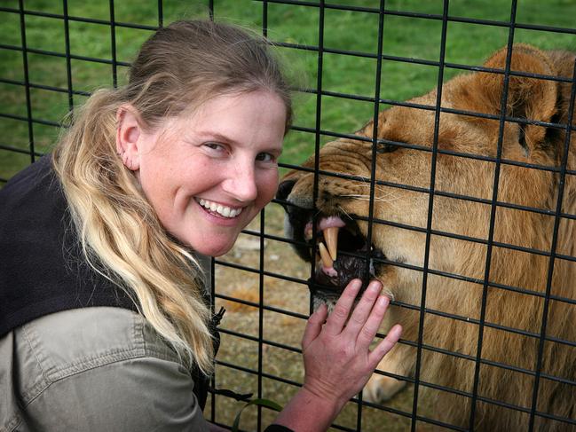 Jen Brown is back at work and looking after lions at the Central Coast Zoo. Hulk is one of her favourites. Picture Jeff Darmanin/SATURDAY TELEGRAPH EXCLUSIVE PIC