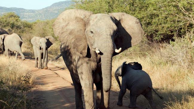 Elephants were observed to be exploring a carcass with their trunks and feet.