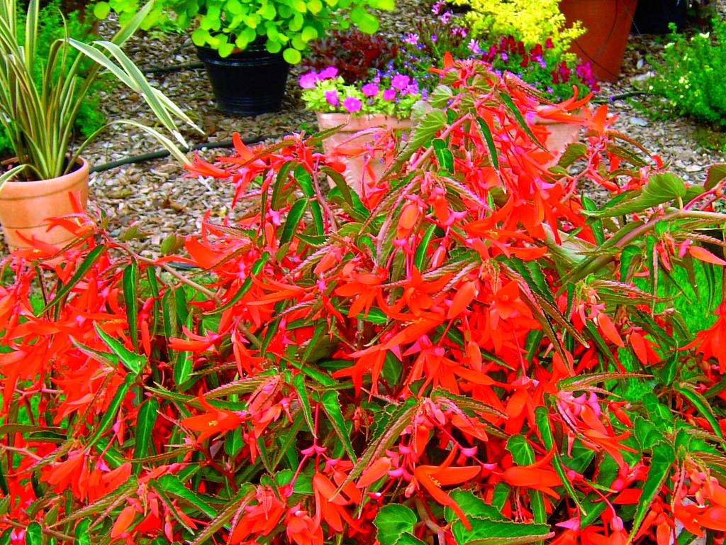 At Home mag: Plant of the week – Begonia 'Bonfire" supplied by Sophie Thomson