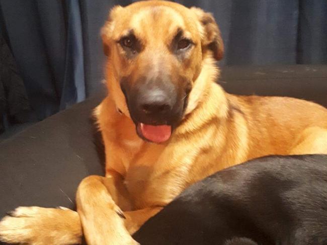 Apollo the german shepherd x staffie, sent in by Natalya Herzog, Christie Downs.