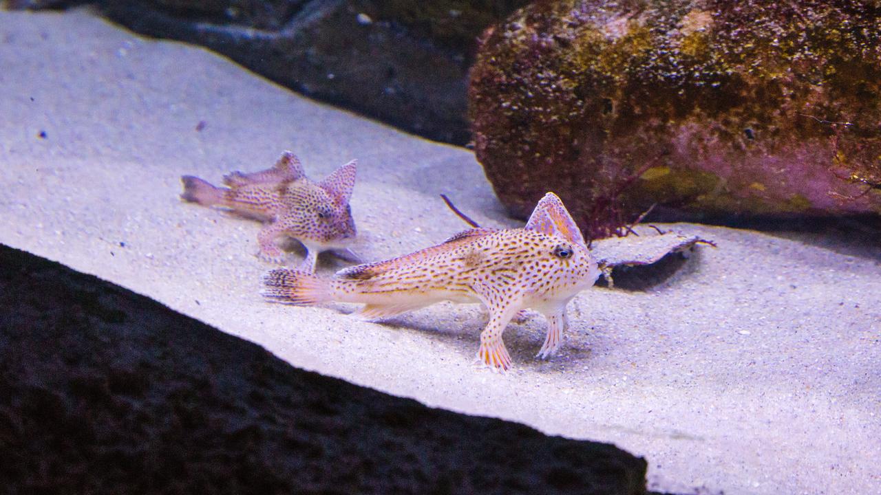 Sea Life Aquarium determine sex of critically endangered spotted handfish |  KidsNews