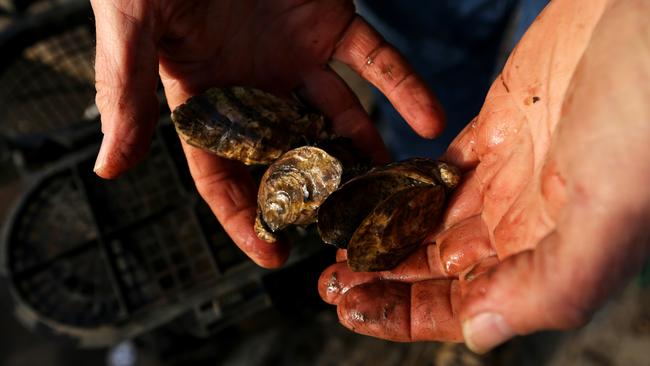 Hawkesbury River oyster farmers continue to struggle one year after ...