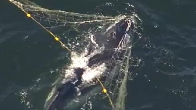 Whale caught in shark net off Gold Coast. Photo: Twitter/Nine News Gold Coast