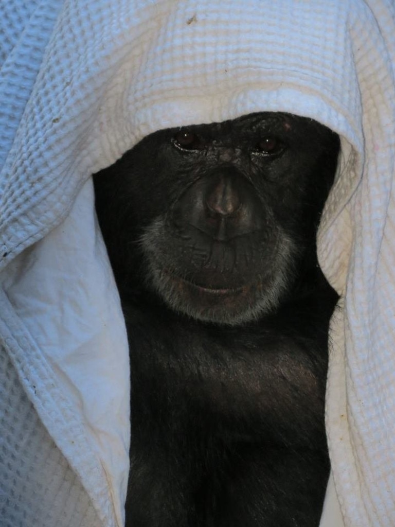 Rockhampton Zoo: Holly the chimpanzee death, baby Gandali left behind