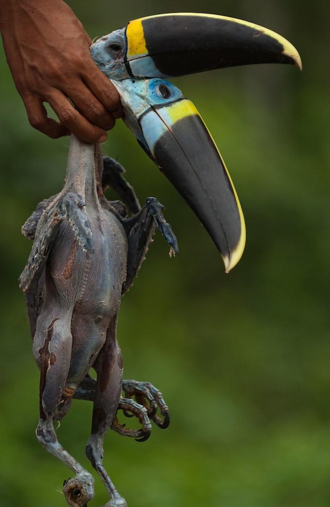 The lives of the Huaorani people in the Ecuadorean Amazon jungle. Picture: Pete Oxford /mediadrumworld.com/australscope