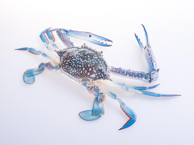 EMBARGO FOR TWAM30 OCT 2021 blue swimmer crab pic iStock