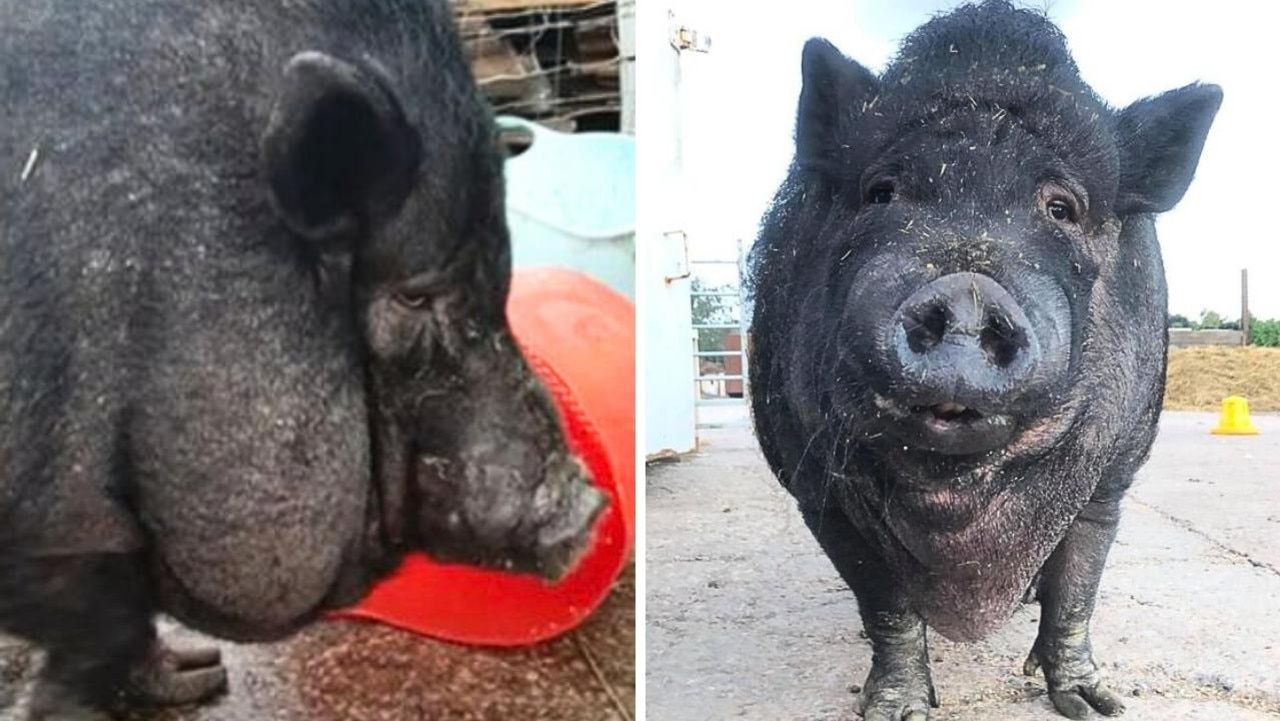 Portia the pig has had a new lease of life. Picture: Supplied.