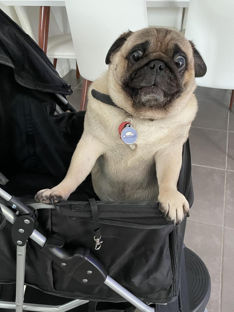 Giggles Broderick – Sassy little 6 year old pug, loves being the centre of attention, adopted from an ex-breeder and didn't know how to socialise when we got her and now she loves all the attention!