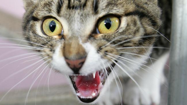 Hundreds of Yarra Ranges cat owners fined for breaching curfew | Herald Sun