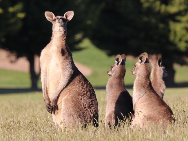 Eastern kangaroos pictured in Hidden Valley, Wallan. Generic kangaroo Picture: Grace Frost