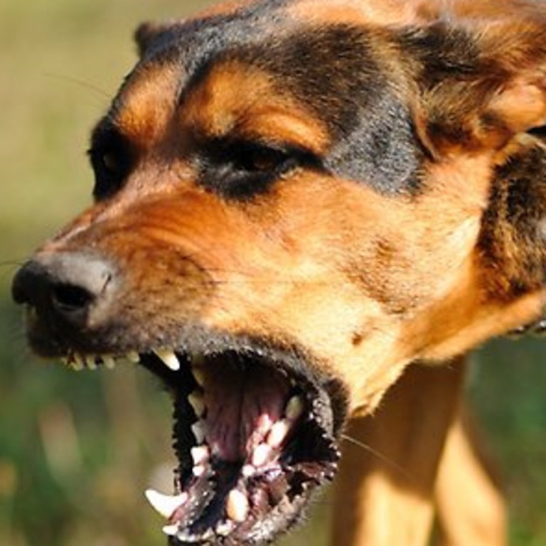 Dangerous dog law overhaul to ban fighting breeds ‘impossible’ to ...