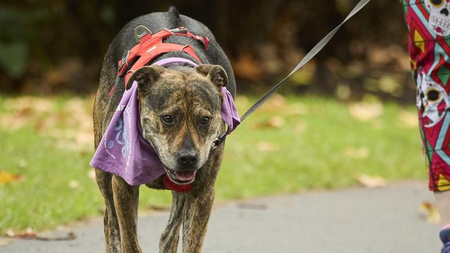 Million Paws Walk at Adelaide Botanic Gardens. Picture: Matt Loxton