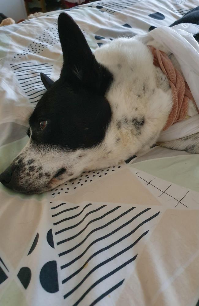 Chess the dog recovering after he was injured by a possum.