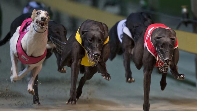 Greyhound racing across NSW will be banned from July 1 next year.