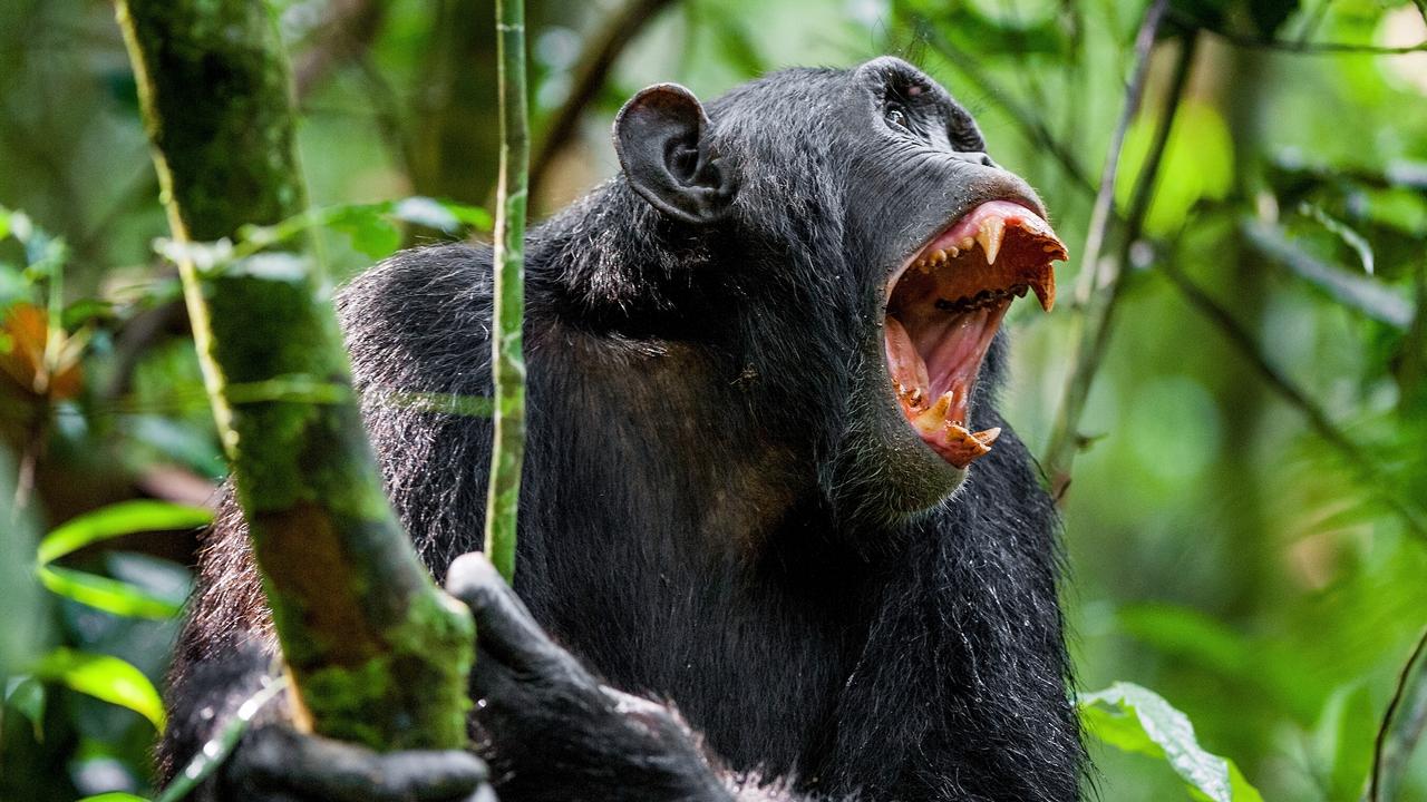 Chimpanzees have been known to kill humans. Picture: iStock