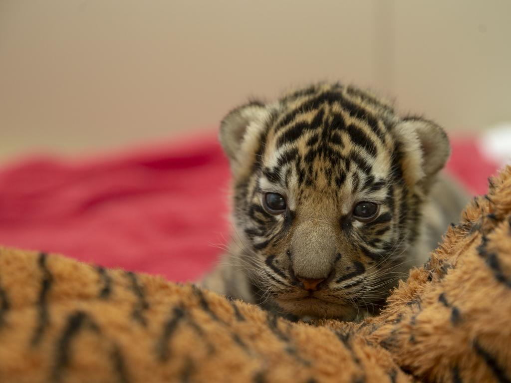 Dreamworld's two tiger cubs, born to Adira at Tiger Island. Picture: Patrick Martin-Vegue, Tiger Island Manager