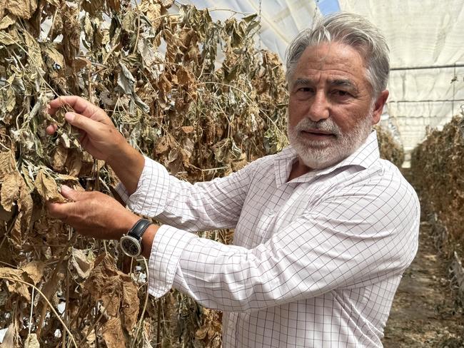 Dominic Virgara at his Adelaide Hills Berry Farm in Uraidla. Picture: Lydia Kellner