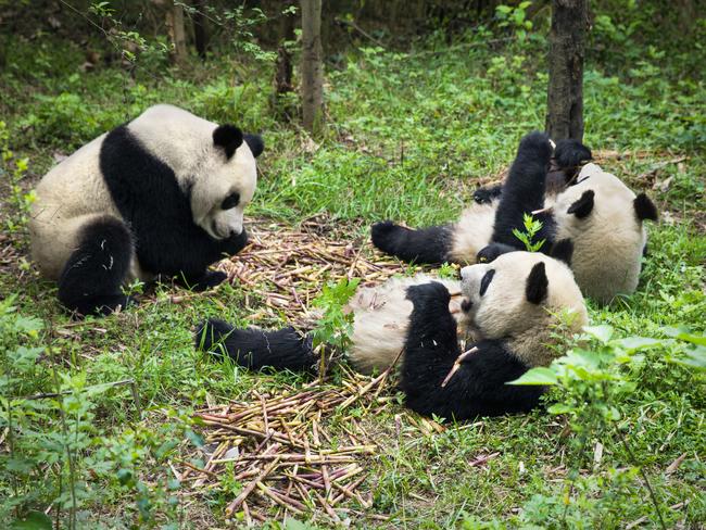 For the animal lovers who want to see pandas up close, the Chengdu Research Base of Giant Panda Breeding is home to nearly 120 giant and 76 red pandas. The base is focused on breeding programs and have been successful at their programs. Photo: istock