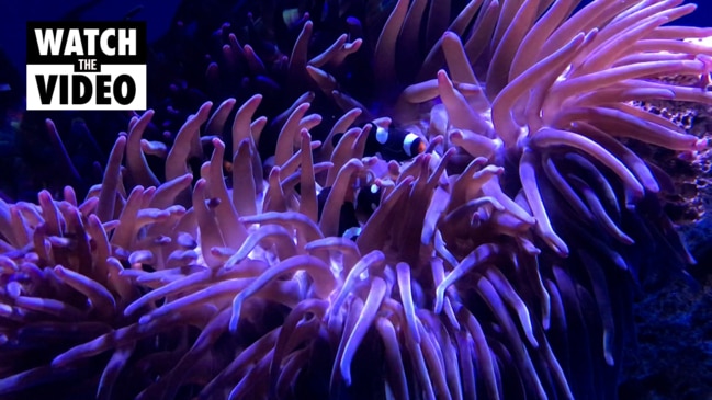 'Emo Nemos': Ocellaris Clownfish welcomed at Sea Life Sydney Aquarium