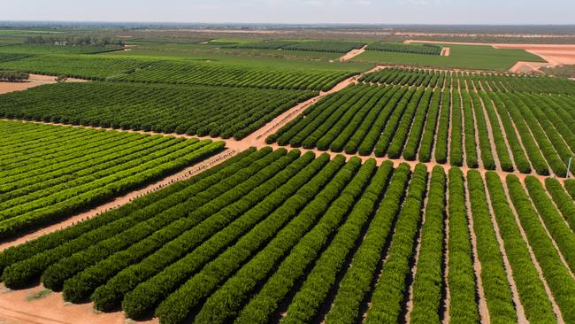 Costa Group’s citrus and grape orchard at Renmark, SA.