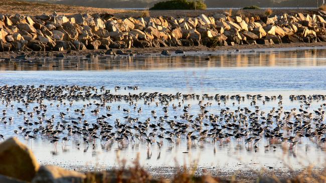 The St Kilda mangroves in healthier times in 2014. Picture: Peri Coleman for St Kilda Mangroves Alliance