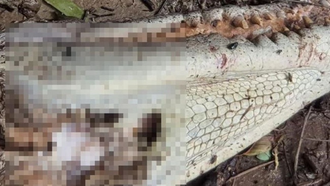 Mr White said the croc had been ‘filleted’ like a fish. Picture: Supplied